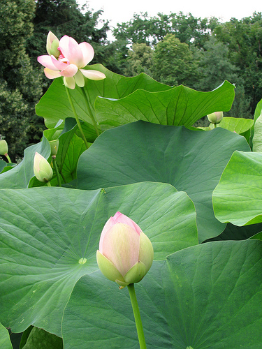 Lotusblüten Juli 2009, Nr. 4